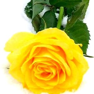 LOOKING FOR TRADERS THANKS